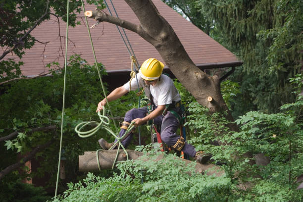 Professional Tree Removal Services in Ocean Grove, MA